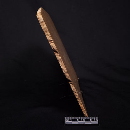 TUNGUSSIA INNA STROMATOLITE, Late Precambrian, Australia ZTG026