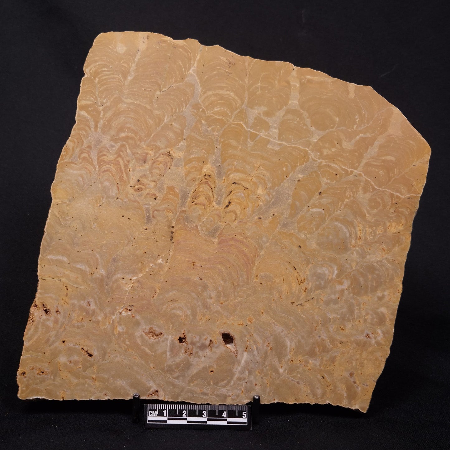 TUNGUSSIA INNA STROMATOLITE, Late Precambrian, Australia ZTG027