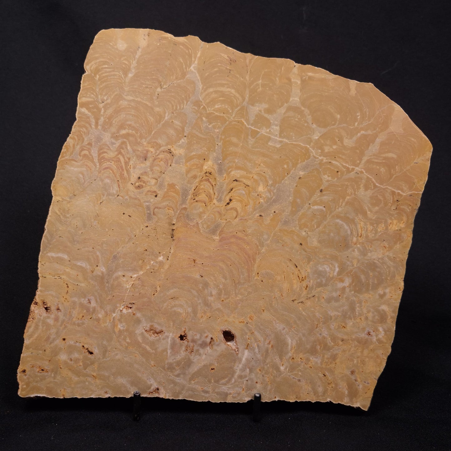 TUNGUSSIA INNA STROMATOLITE, Late Precambrian, Australia ZTG027