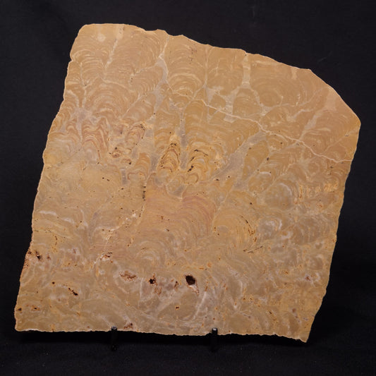 TUNGUSSIA INNA STROMATOLITE, Late Precambrian, Australia ZTG027