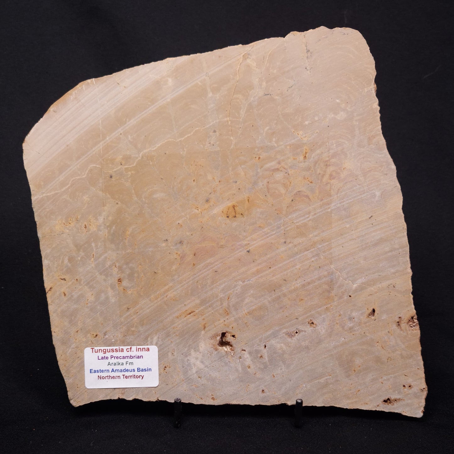 TUNGUSSIA INNA STROMATOLITE, Late Precambrian, Australia ZTG027
