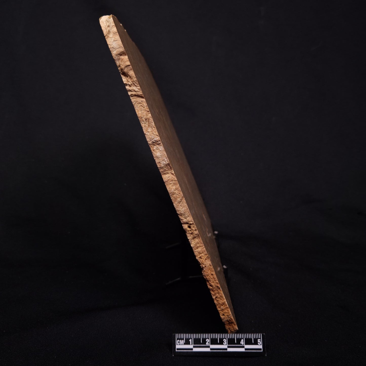 TUNGUSSIA INNA STROMATOLITE, Late Precambrian, Australia ZTG027