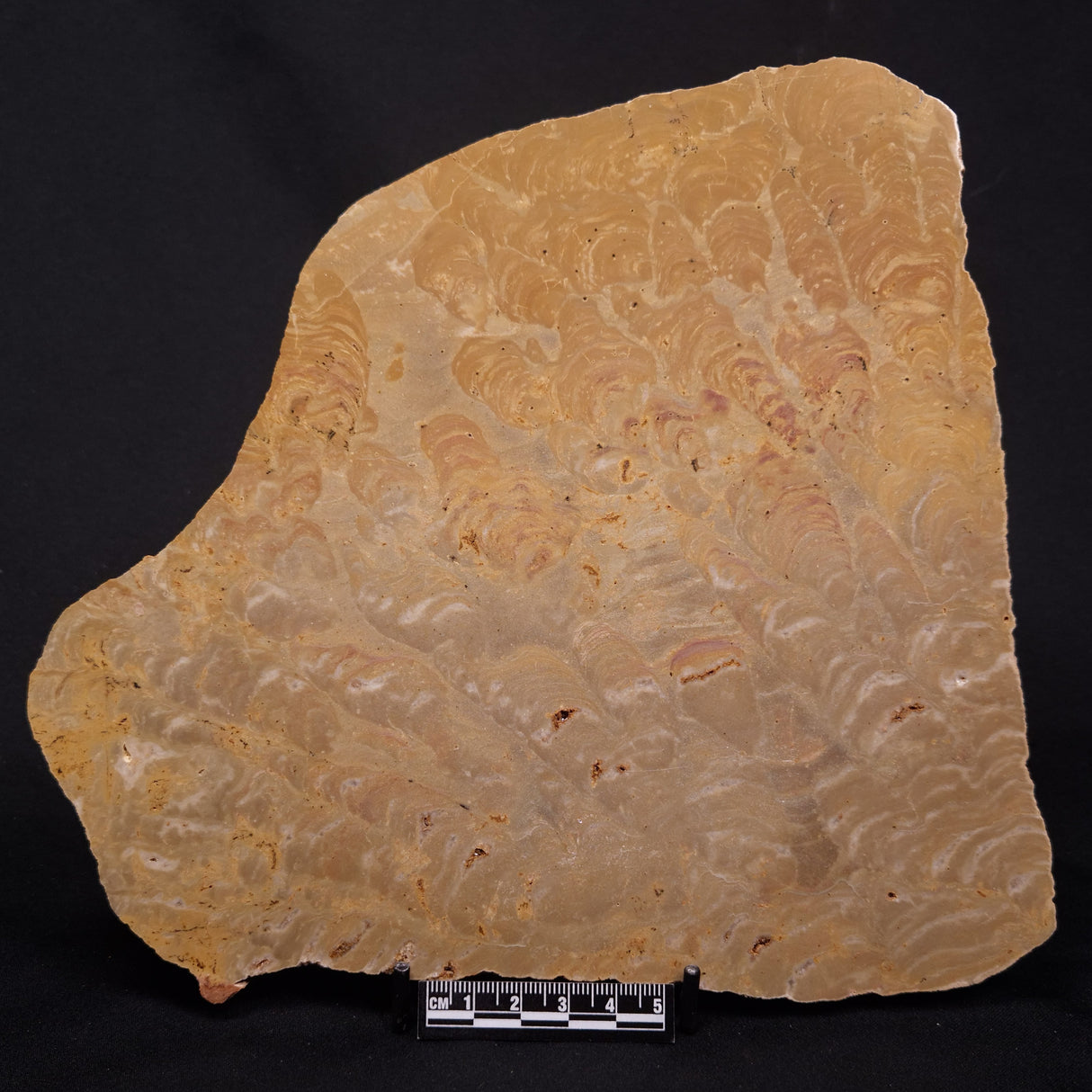 TUNGUSSIA INNA STROMATOLITE, Late Precambrian, Australia ZTG029