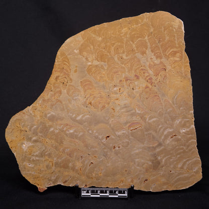 TUNGUSSIA INNA STROMATOLITE, Late Precambrian, Australia ZTG029