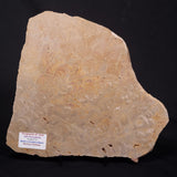 TUNGUSSIA INNA STROMATOLITE, Late Precambrian, Australia ZTG029