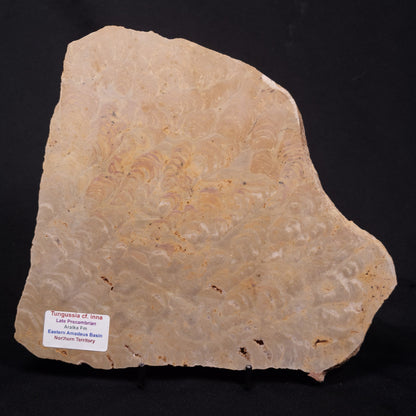 TUNGUSSIA INNA STROMATOLITE, Late Precambrian, Australia ZTG029