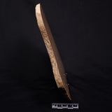 TUNGUSSIA INNA STROMATOLITE, Late Precambrian, Australia ZTG029