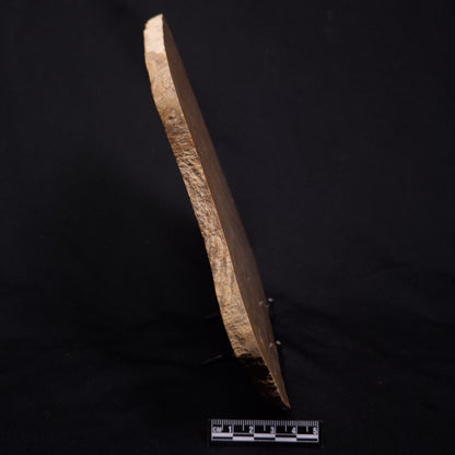 TUNGUSSIA INNA STROMATOLITE, Late Precambrian, Australia ZTG029