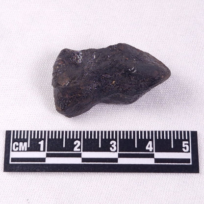 METEORITE CAMEL DONGA, Australia YCD022