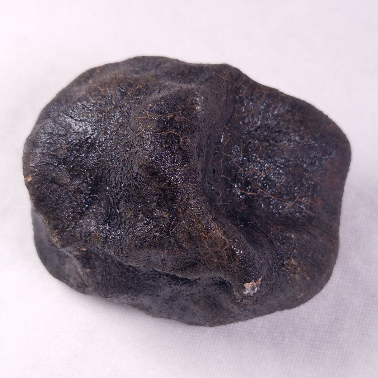METEORITE CAMEL DONGA, Australia YCD028