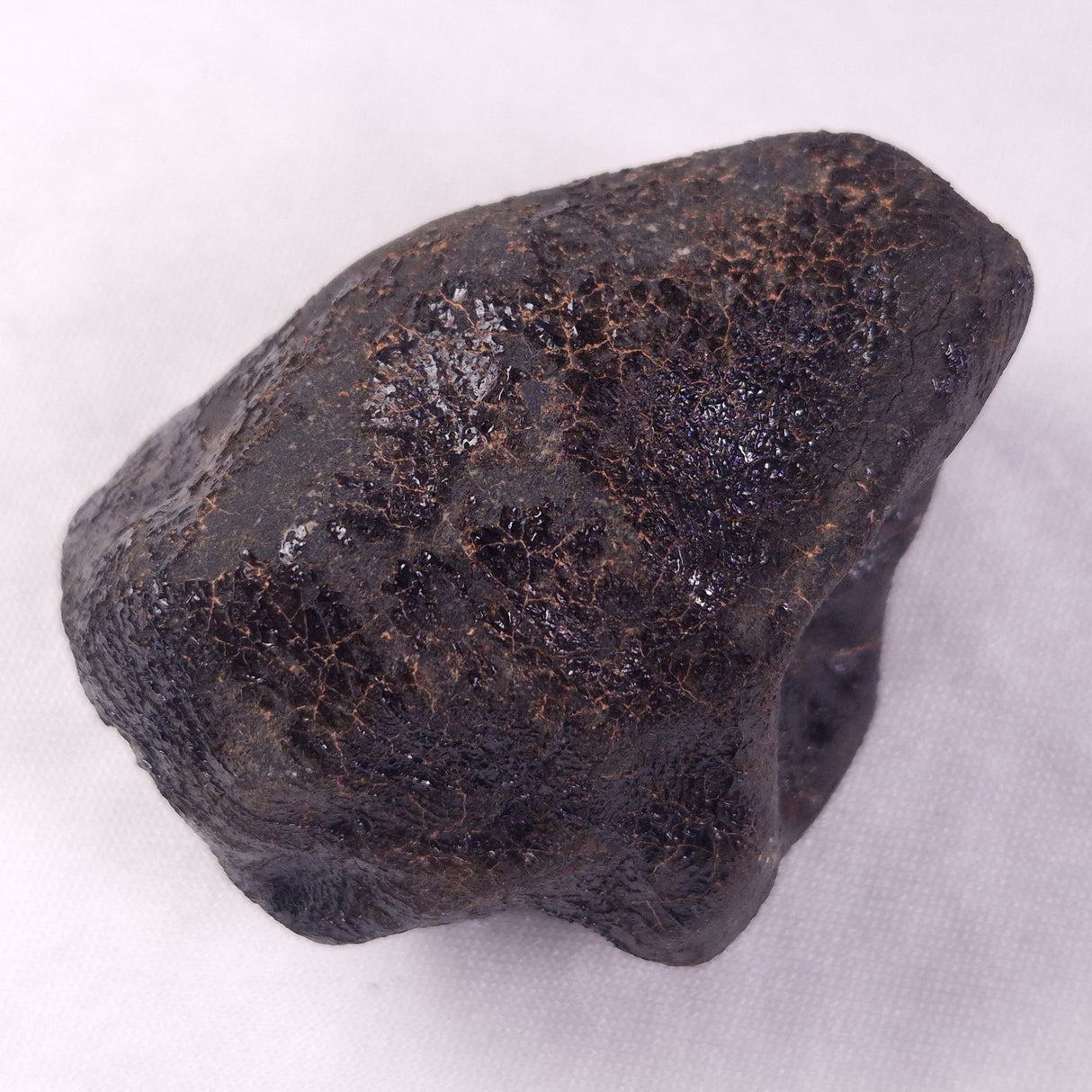 METEORITE CAMEL DONGA, Australia YCD028