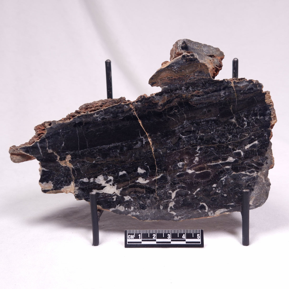 ALCHERINGA NARRINA STROMATOLITE, Late Archean, Australia ZAN023