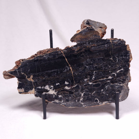 ALCHERINGA NARRINA STROMATOLITE, Late Archean, Australia ZAN023
