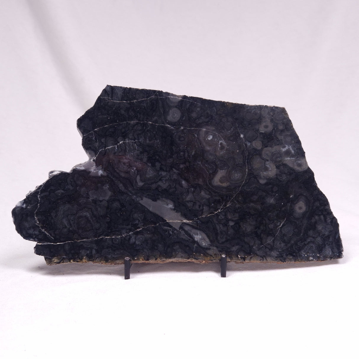 ALCHERINGA NARRINA STROMATOLITE, Late Archean, Australia ZAN024