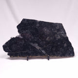 ALCHERINGA NARRINA STROMATOLITE, Late Archean, Australia ZAN024