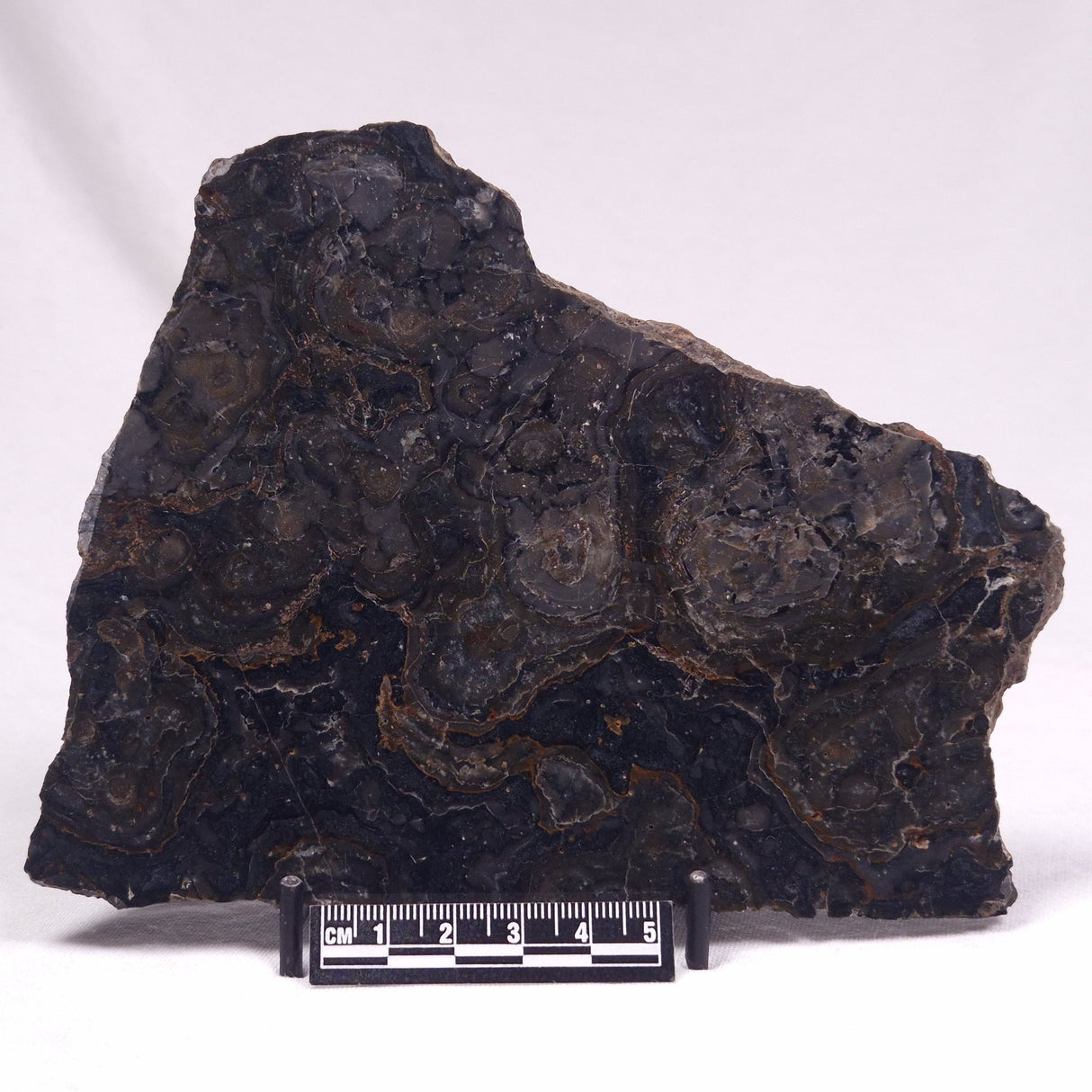 ALCHERINGA NARRINA STROMATOLITE, Late Archean, Australia ZAN025