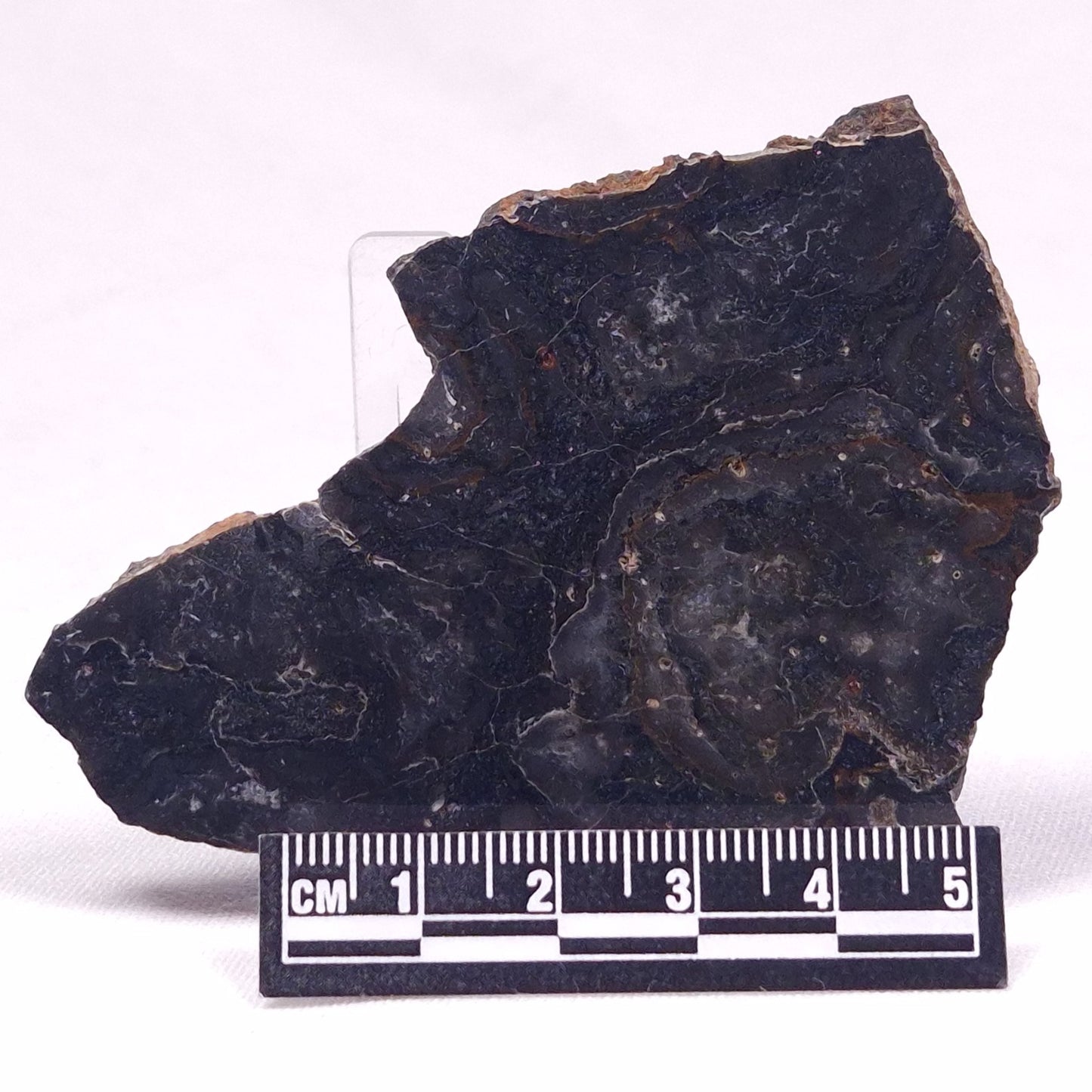 ALCHERINGA NARRINA STROMATOLITE, Late Archean, Australia ZAN027