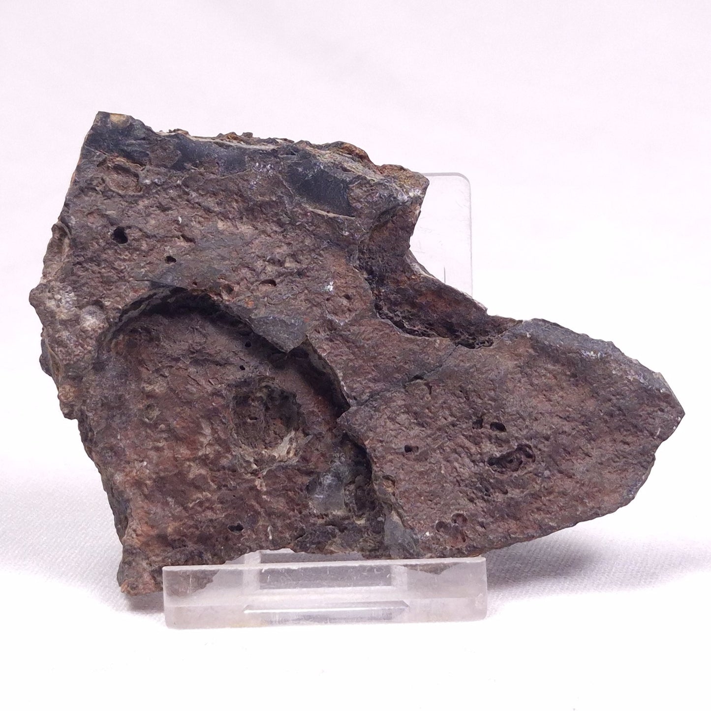 ALCHERINGA NARRINA STROMATOLITE, Late Archean, Australia ZAN027