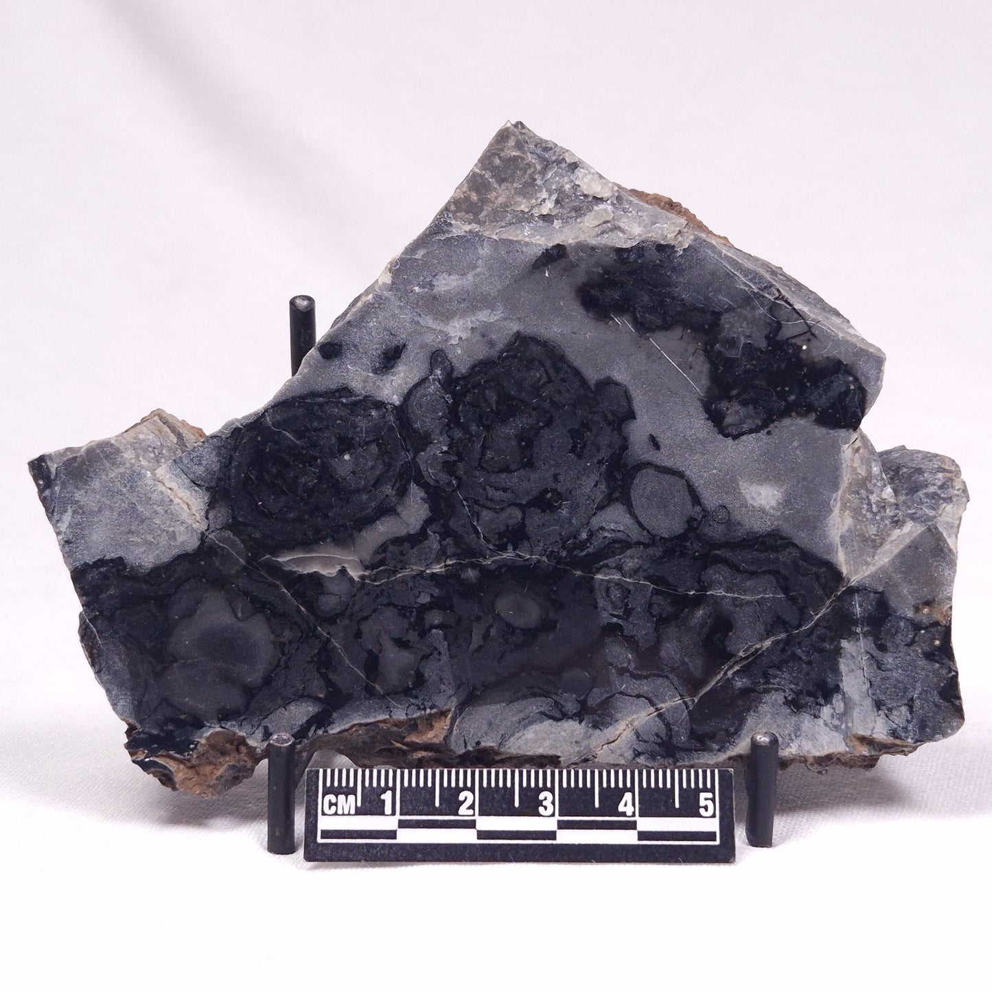 ALCHERINGA NARRINA STROMATOLITE, Late Archean, Australia ZAN028