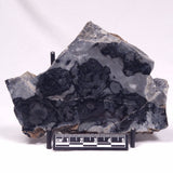 ALCHERINGA NARRINA STROMATOLITE, Late Archean, Australia ZAN028