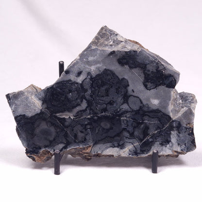 ALCHERINGA NARRINA STROMATOLITE, Late Archean, Australia ZAN028