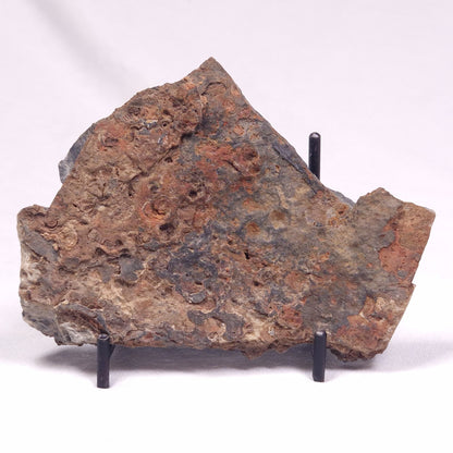ALCHERINGA NARRINA STROMATOLITE, Late Archean, Australia ZAN028