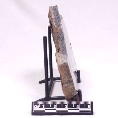 ALCHERINGA NARRINA STROMATOLITE, Late Archean, Australia ZAN028