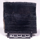ALCHERINGA NARRINA STROMATOLITE, Late Archean, Australia ZAN029