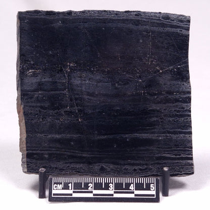 ALCHERINGA NARRINA STROMATOLITE, Late Archean, Australia ZAN029