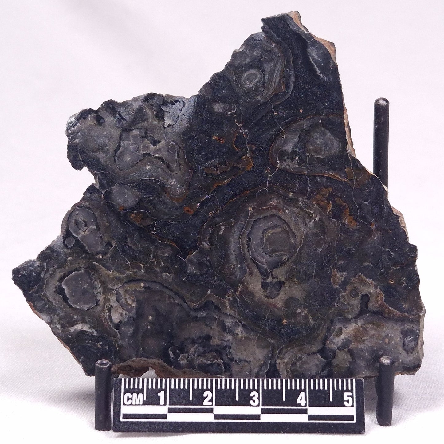 ALCHERINGA NARRINA STROMATOLITE, Late Archean, Australia ZAN030