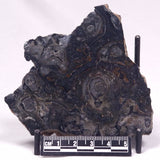 ALCHERINGA NARRINA STROMATOLITE, Late Archean, Australia ZAN030