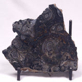 ALCHERINGA NARRINA STROMATOLITE, Late Archean, Australia ZAN030