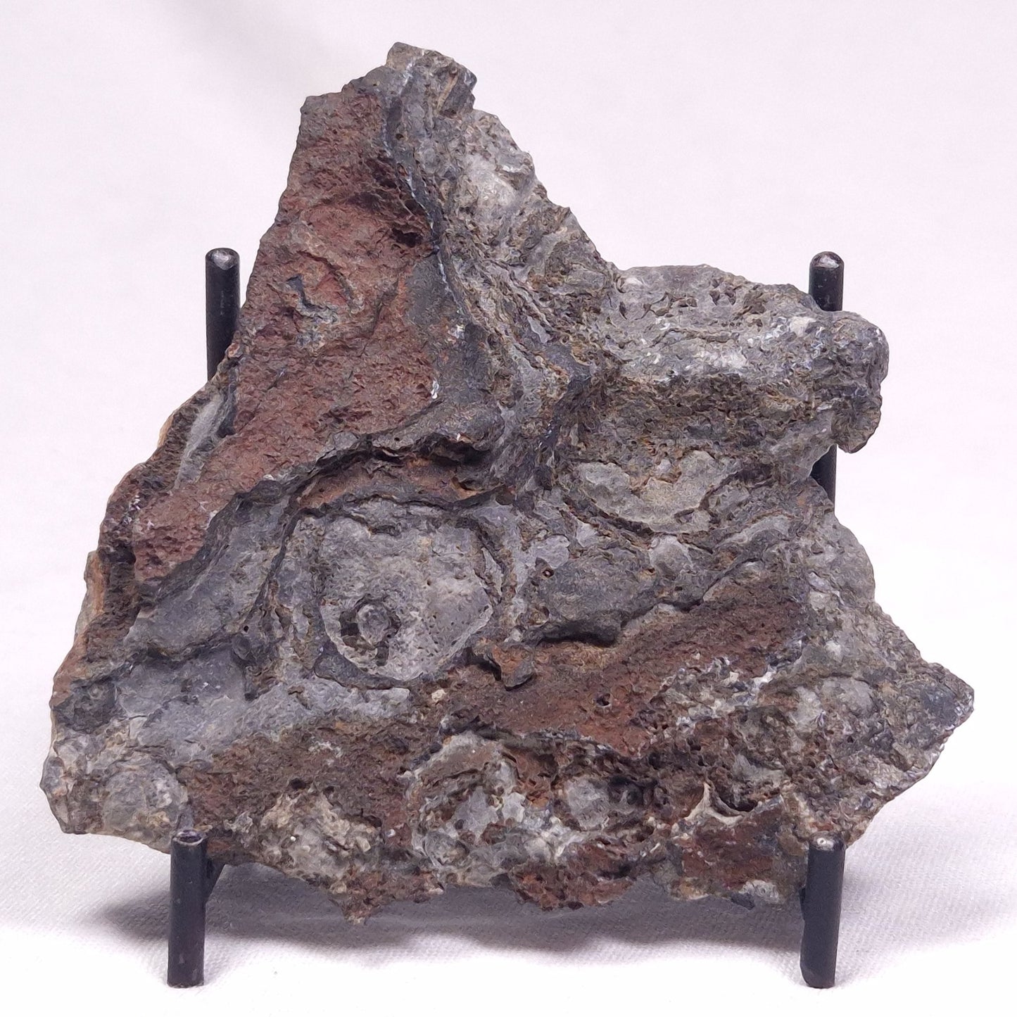 ALCHERINGA NARRINA STROMATOLITE, Late Archean, Australia ZAN030