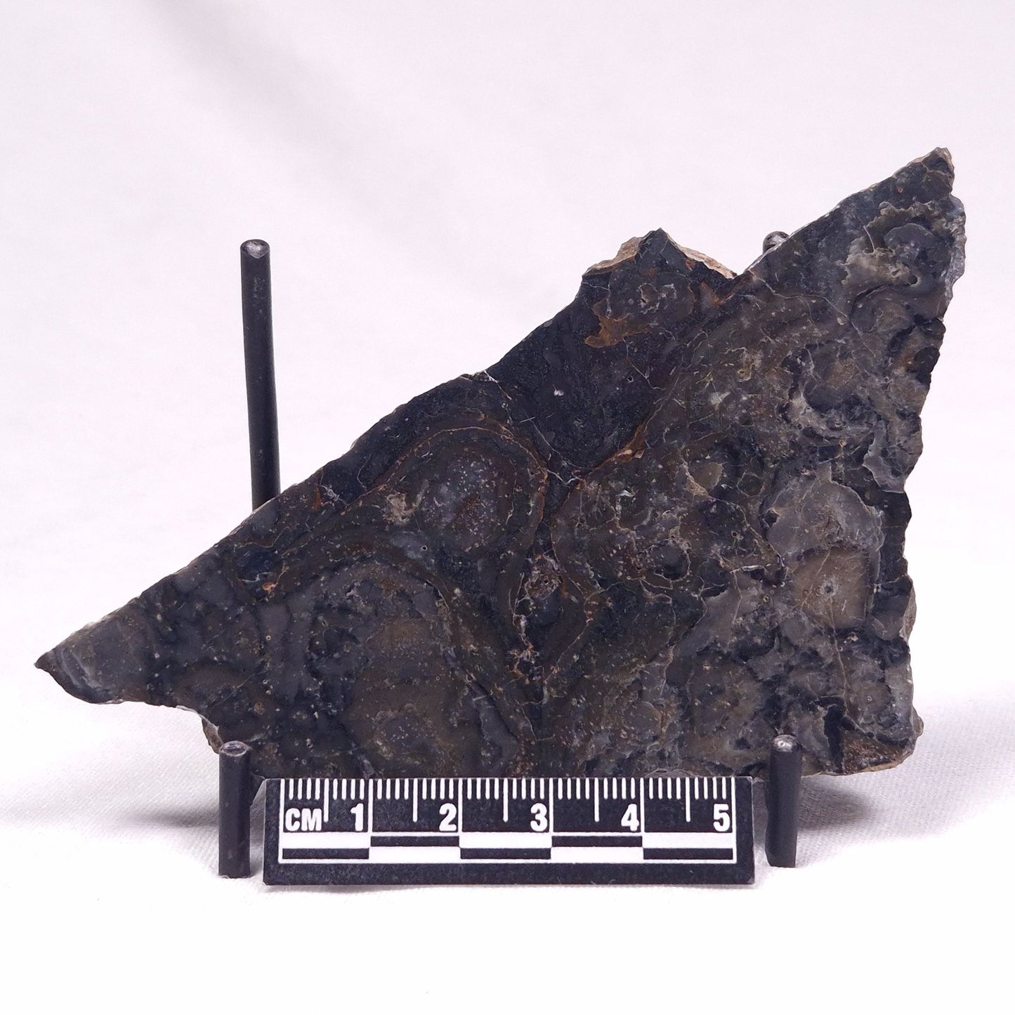 ALCHERINGA NARRINA STROMATOLITE, Late Archean, Australia ZAN031