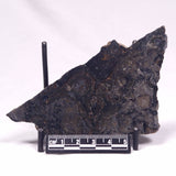 ALCHERINGA NARRINA STROMATOLITE, Late Archean, Australia ZAN031
