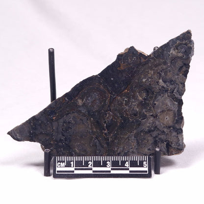 ALCHERINGA NARRINA STROMATOLITE, Late Archean, Australia ZAN031