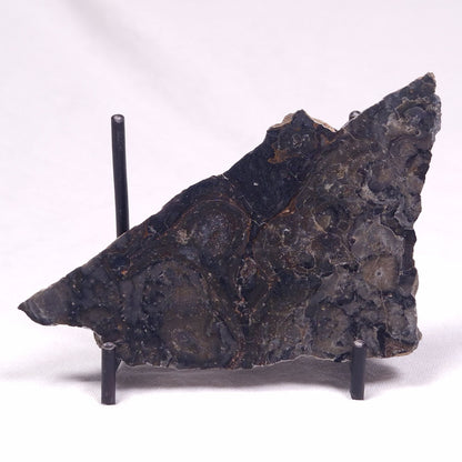 ALCHERINGA NARRINA STROMATOLITE, Late Archean, Australia ZAN031