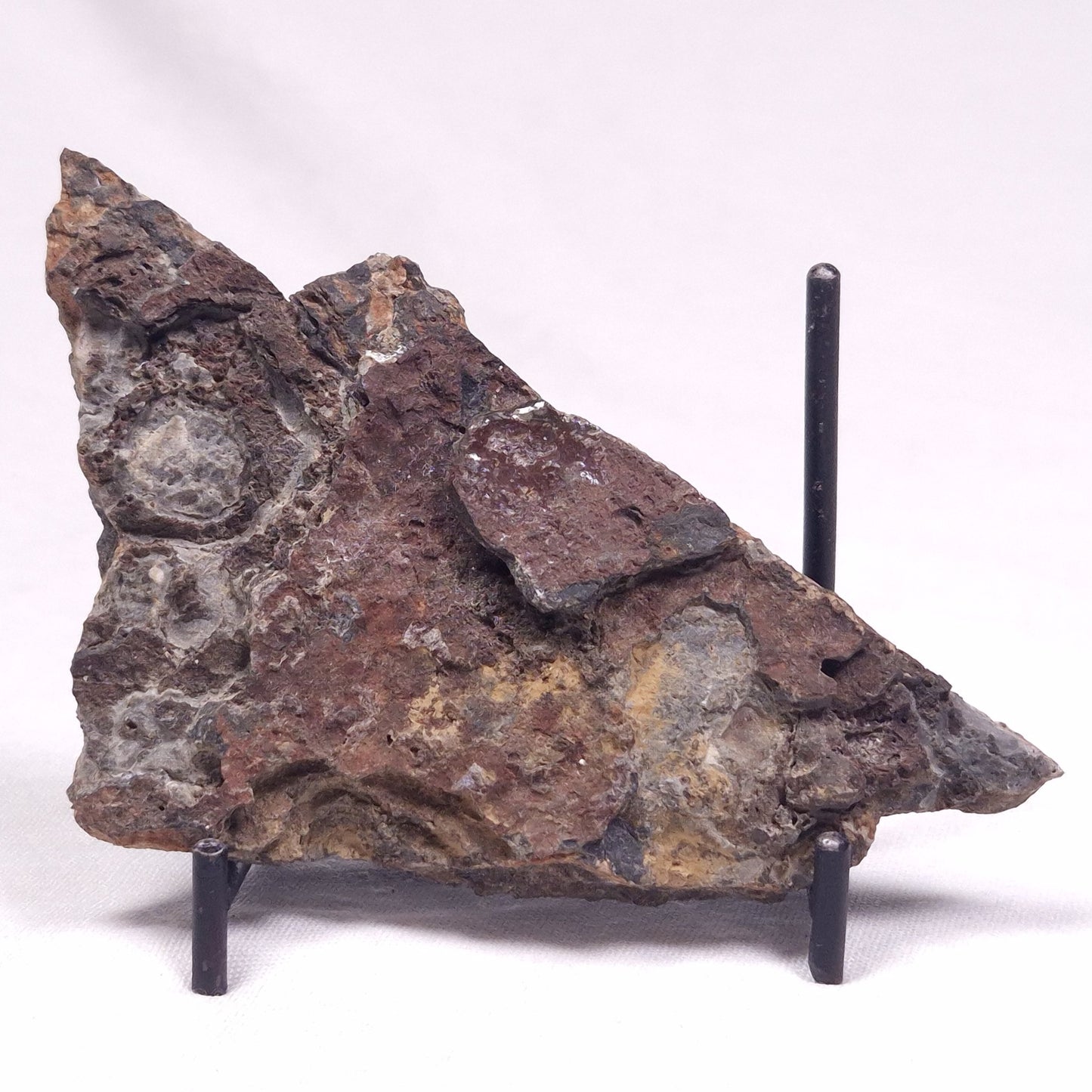 ALCHERINGA NARRINA STROMATOLITE, Late Archean, Australia ZAN031