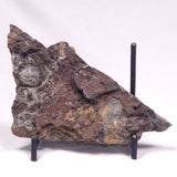 ALCHERINGA NARRINA STROMATOLITE, Late Archean, Australia ZAN031