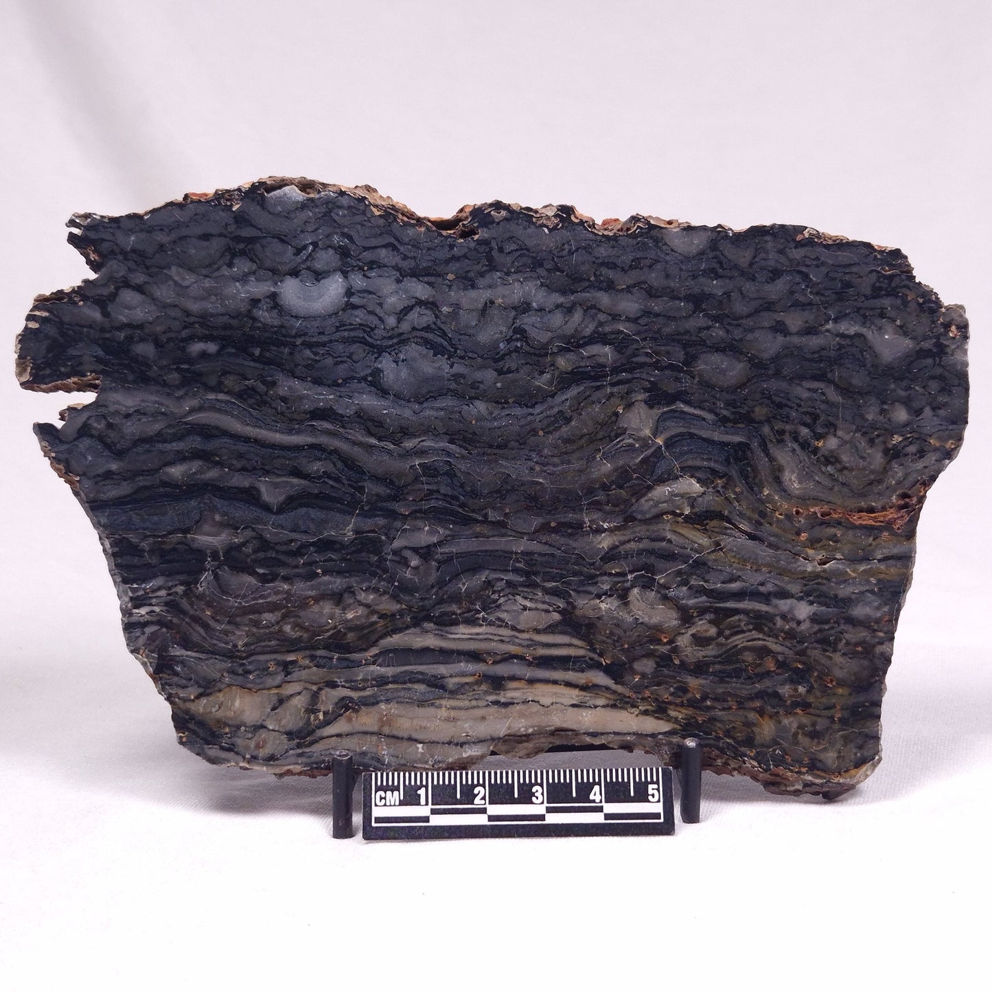 ALCHERINGA NARRINA STROMATOLITE, Late Archean, Australia ZAN032
