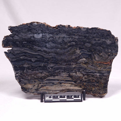 ALCHERINGA NARRINA STROMATOLITE, Late Archean, Australia ZAN032