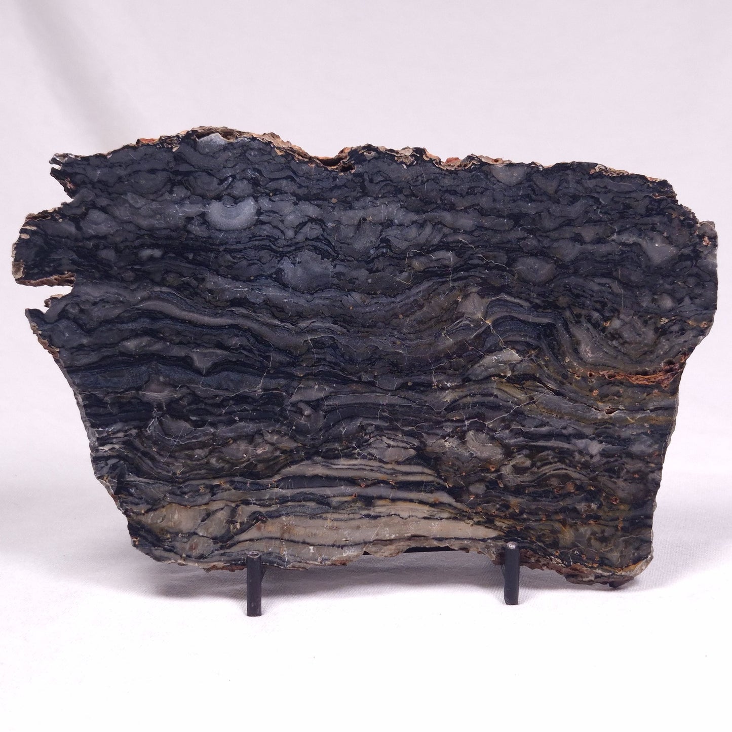 ALCHERINGA NARRINA STROMATOLITE, Late Archean, Australia ZAN032