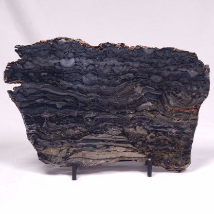 ALCHERINGA NARRINA STROMATOLITE, Late Archean, Australia ZAN032