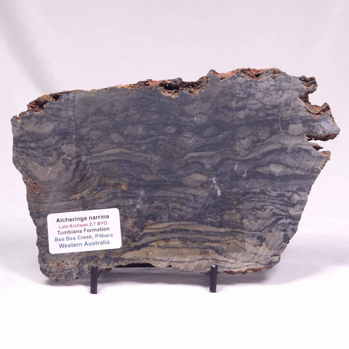 ALCHERINGA NARRINA STROMATOLITE, Late Archean, Australia ZAN032