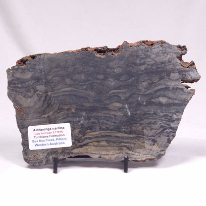 ALCHERINGA NARRINA STROMATOLITE, Late Archean, Australia ZAN032