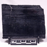 ALCHERINGA NARRINA STROMATOLITE, Late Archean, Australia ZAN034
