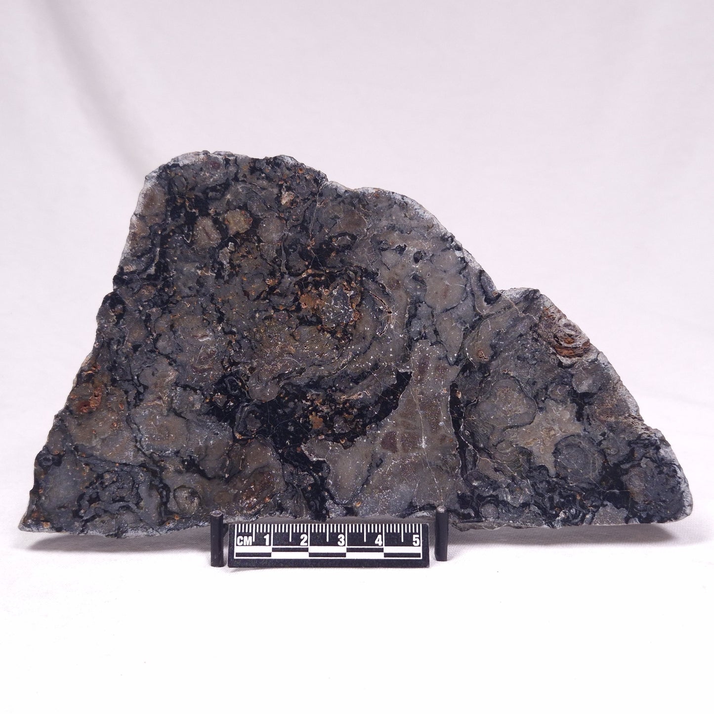 ALCHERINGA NARRINA STROMATOLITE, Late Archean, Australia ZAN035