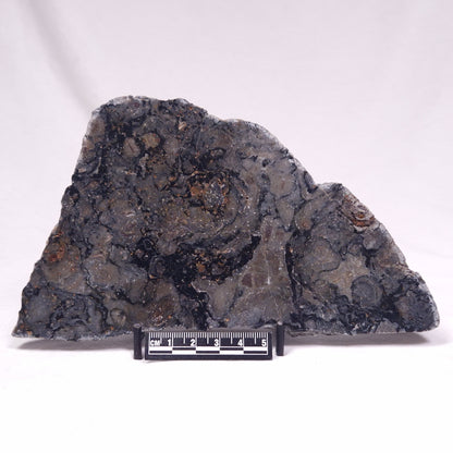 ALCHERINGA NARRINA STROMATOLITE, Late Archean, Australia ZAN035
