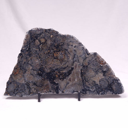 ALCHERINGA NARRINA STROMATOLITE, Late Archean, Australia ZAN035