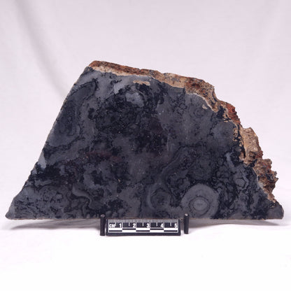 ALCHERINGA NARRINA STROMATOLITE, Late Archean, Australia ZAN036